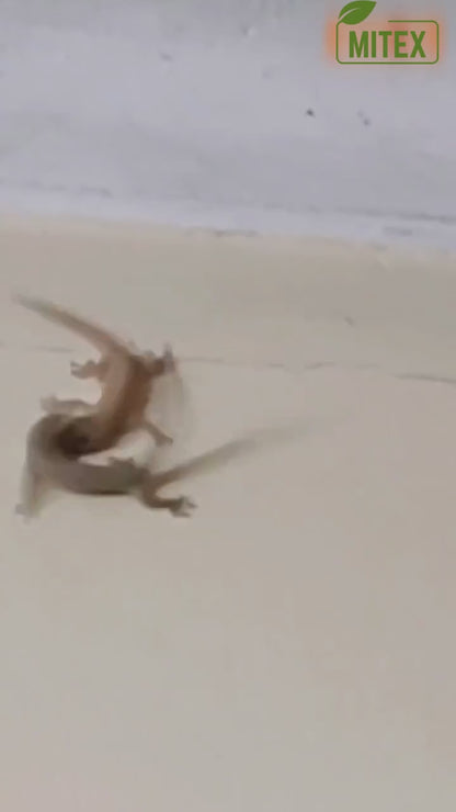 Lizard Repellent Spreay 50ML (Pack of 3)