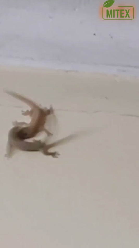 Lizard Repellent Spreay 50ML (Pack of 3)